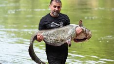 Melen Çayı’nda oltaya 52 kiloluk balık takıldı