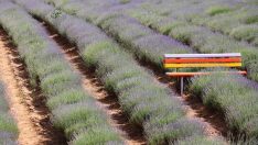 Mor cennet ziyaretçilerini bekliyor