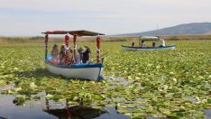 Nilüferlerle kaplı Işıklı Gölü sezonun ilk ziyaretçilerini ağırlıyor