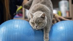 Obez kedi ‘Şiraz’ pilates ve yüzmeyle 6 kilo verdi