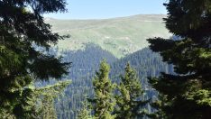 Örümcek Ormanları doğaseverlerin rotası oldu