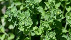 Otlu peynire lezzet katan kekik türleri koruma altında