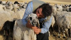 Şanlıurfalı çoban ile ‘Gülçin’in gülümseten dostluğu