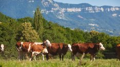 ‘Süt üreticisi ineklerini kesime gönderiyor’