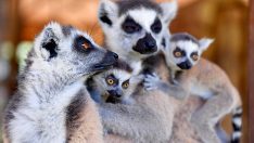 Tarsus Doğa Parkı’ndaki lemur ve sırtlan doğum yaptı