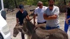 Tatilcilere yaban eşeği uyarısı