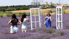 Tekirdağ’daki lavanta tarlaları bayramda da ziyaretçilerini ağırlıyor