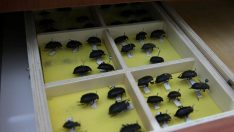 Tokat’ta üniversitenin “böcek müzesi”nde binden fazla tür bulunuyor