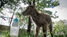 Yaban keçisi yavruları biberonla besleniyor