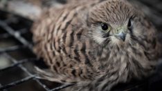 Yaralı ve bitkin bulunan kerkenezler koruma altına alındı