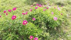 Yılda 10 gün açıyor: Koparmanın 244 bin lira cezası var