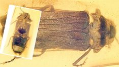 Bir damla ambere hapsolmuş: 99 milyon yaşında ateş böceği…