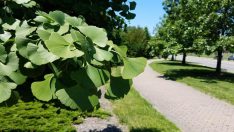 Hafızayı çelik gibi yapıyor! Ginkgo Biloba ne işe yarar ve faydaları nelerdir?