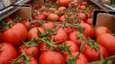 İtalyanlar altın elma diyor! Meğer domatesin bilmediğimiz bir çok faydası varmış