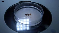 Artık kış aylarında da görülüyor: Onlarca yeni kene türü keşfedildi!