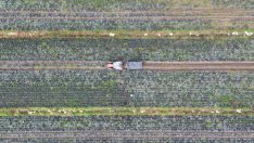 Bu ay hasadı başladı! Kalp ve cilt sağlığını zırh gibi koruyor: Tarlada 25, pazarda 40 TL’den satılıyor