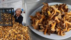 İsviçre ve Fransa Kastamonu’dan almak için sıraya girdi! Faydaları say say bitmeyen mantar