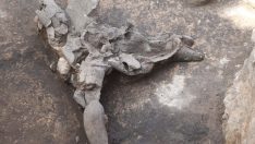 Karahantepe kazı alanında leopar kemiklerine rastlandı