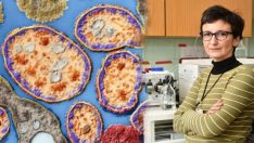 Kendi kanserini tedavi etti! Bilim adamı kendi laboratuvarında meme kanserine çözümü buldu