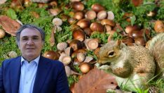 Meşe palamudu yenir mi? İbrahim Saraçoğlu’nun önerdiği meşe palamudunun faydaları