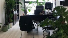 Ofisteki bitkilerin bilinmeyen faydası kanıtlandı