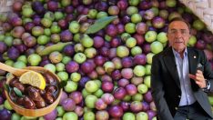 Osman Müftüoğlu merak edilen soruyu yanıtladı! Siyah zeytin mi faydalı yeşil zeytin mi?