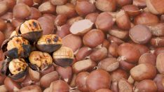 Kestane kabuğunun sağlık faydaları bilimsel olarak kanıtlandı! Sakın çöpe atmayın