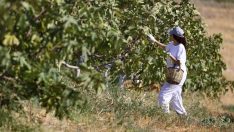 TÜRKİYE’NİN İNCİRDEKİ YENİ YILDIZI “SİYAH ORAK”, KUZEY EGE’DE YAYILIYOR