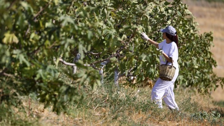 TÜRKİYE’NİN İNCİRDEKİ YENİ YILDIZI “SİYAH ORAK”, KUZEY EGE’DE YAYILIYOR