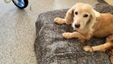 FELÇLİ VE AĞIR HASTA HAYVANLAR ARTIK KADERLERİNE TERK EDİLMİYOR!