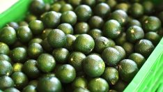 COĞRAFİ İŞARETLİ BODRUM MANDALİNASINDA HEDEF 40 TON