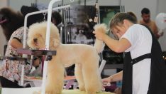 EVCİL HAYVAN SEKTÖRÜNÜN BULUŞMA NOKTASI