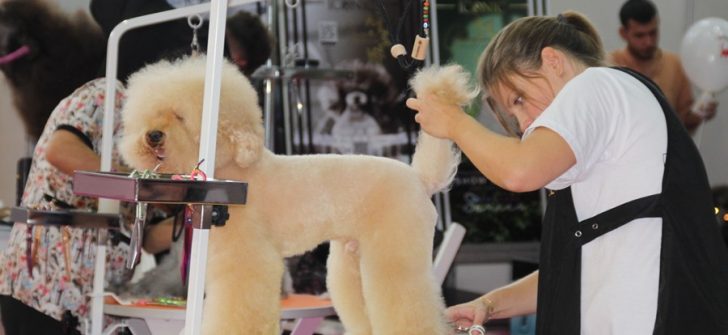 EVCİL HAYVAN SEKTÖRÜNÜN BULUŞMA NOKTASI